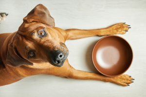 Top 5 Reasons to Feed Your Pet Raw Pet Food