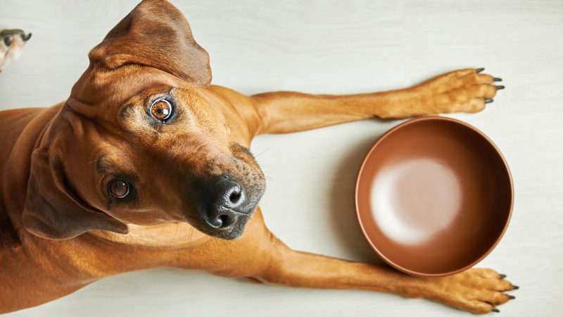 Top 5 Reasons to Feed Your Pet Raw Pet Food