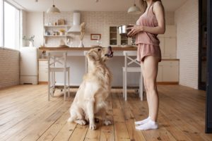 How to Safely Store and Serve Raw Frozen Dog Food