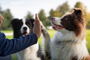 5 Tips for Transitioning Your Dog to Raw Dog Food