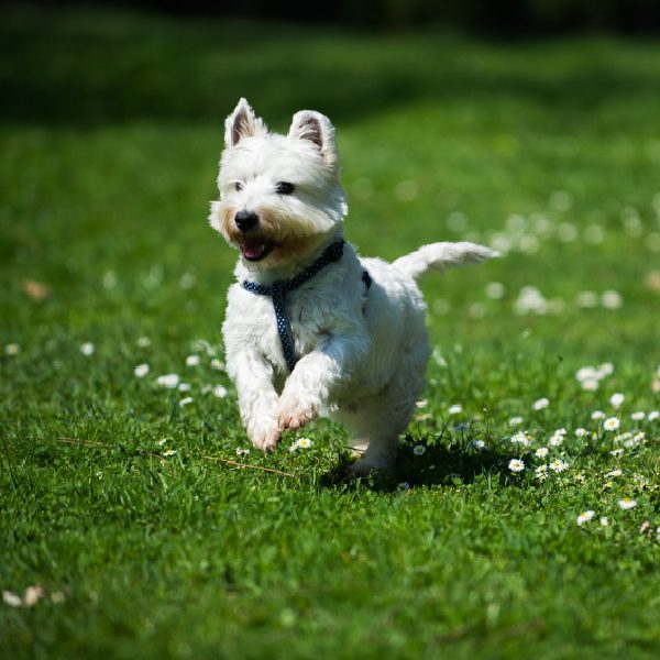 Animush Raw Pet Food