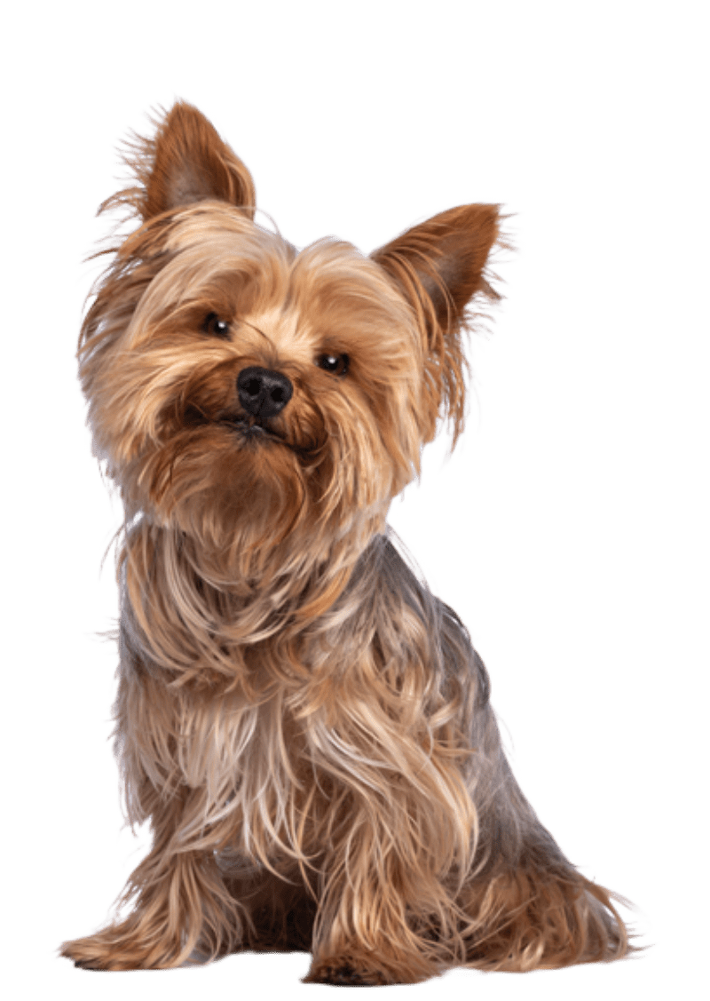 Animush Raw Pet Food