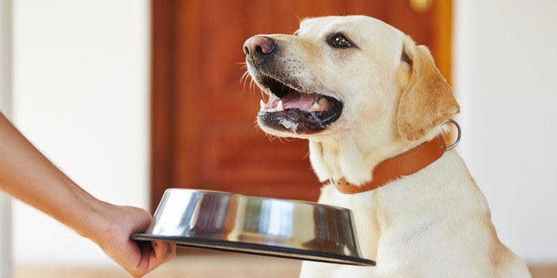 How to Recognize Raw Healthy Dog Food